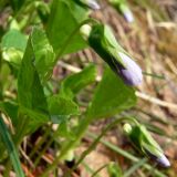 Viola mirabilis. Верхушки расцветающих растений. Свердловская обл., окр. г. Североуральск, район Коноваловки, под скалой на берегу заводи. 13.05.2010.