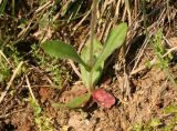 Tuberaria guttata