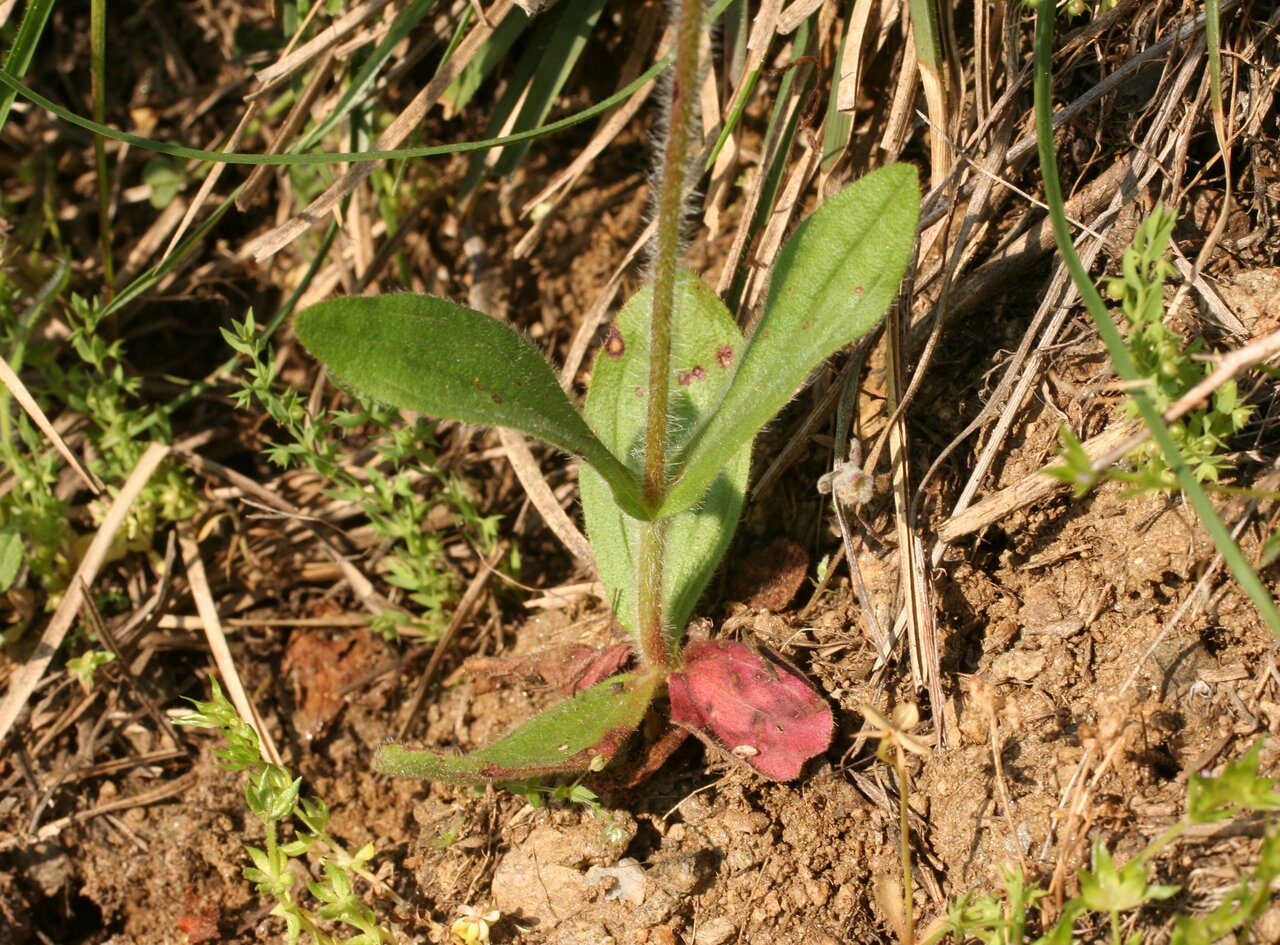 Изображение особи Tuberaria guttata.
