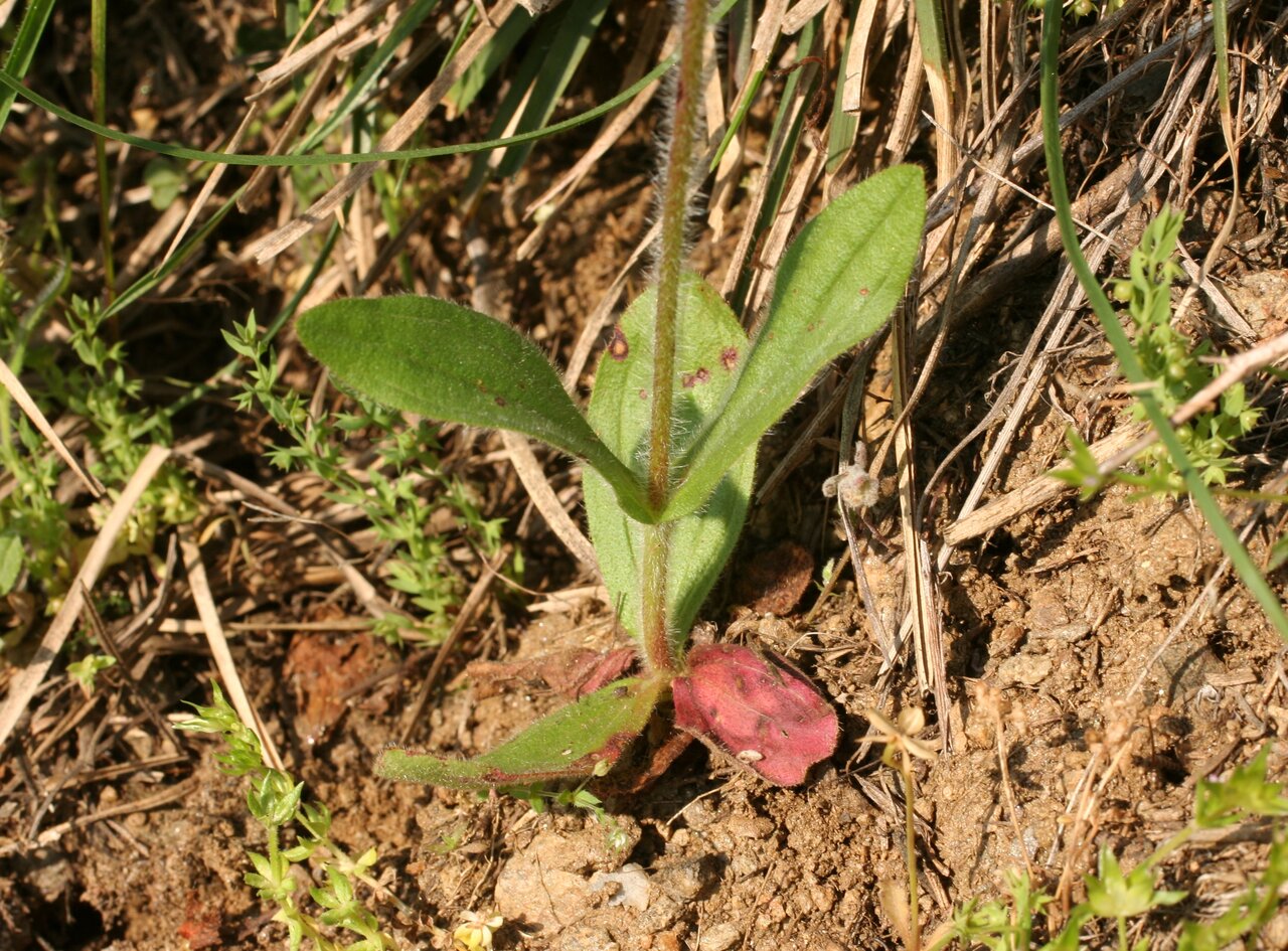 Image of Tuberaria guttata specimen.