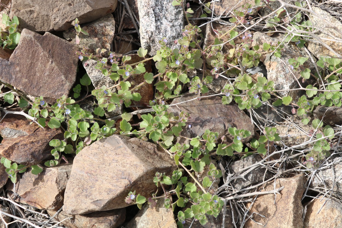 Image of genus Veronica specimen.