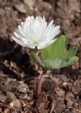 Sanguinaria canadensis. Цветущее растение (махровая форма). Томская обл., г. Томск, Академгородок, в культуре. 16.05.2022.