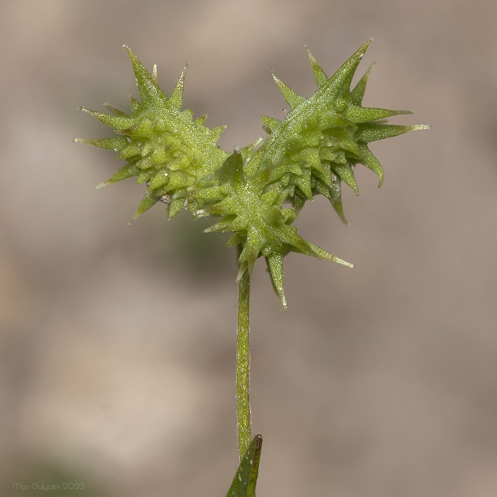 Image of Ranunculus arvensis specimen.