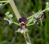 Scrophularia xanthoglossa. Часть соцветия с бутонами и цветком. Израиль, горы Самарии, восточная часть, окр. поселения Машкиот, пологая верхушка скалы. 21.02.2022.