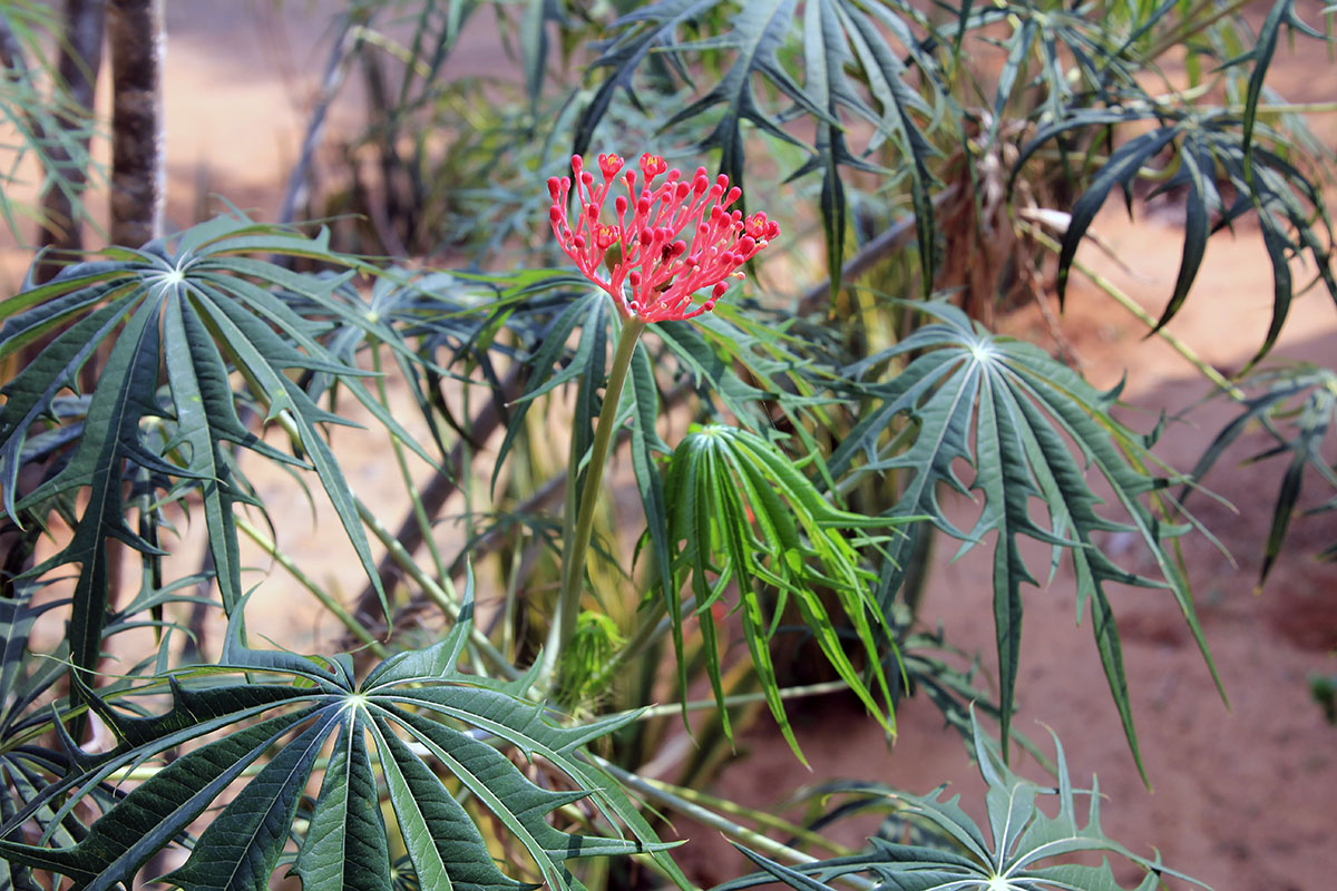 Image of Jatropha multifida specimen.