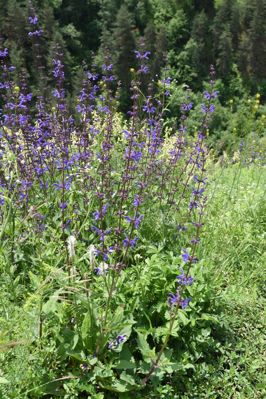 Изображение особи Salvia kuznetzovii.