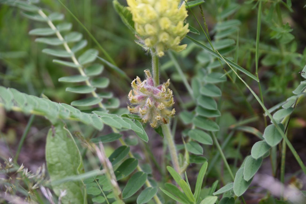 Image of Astragalus maximus specimen.