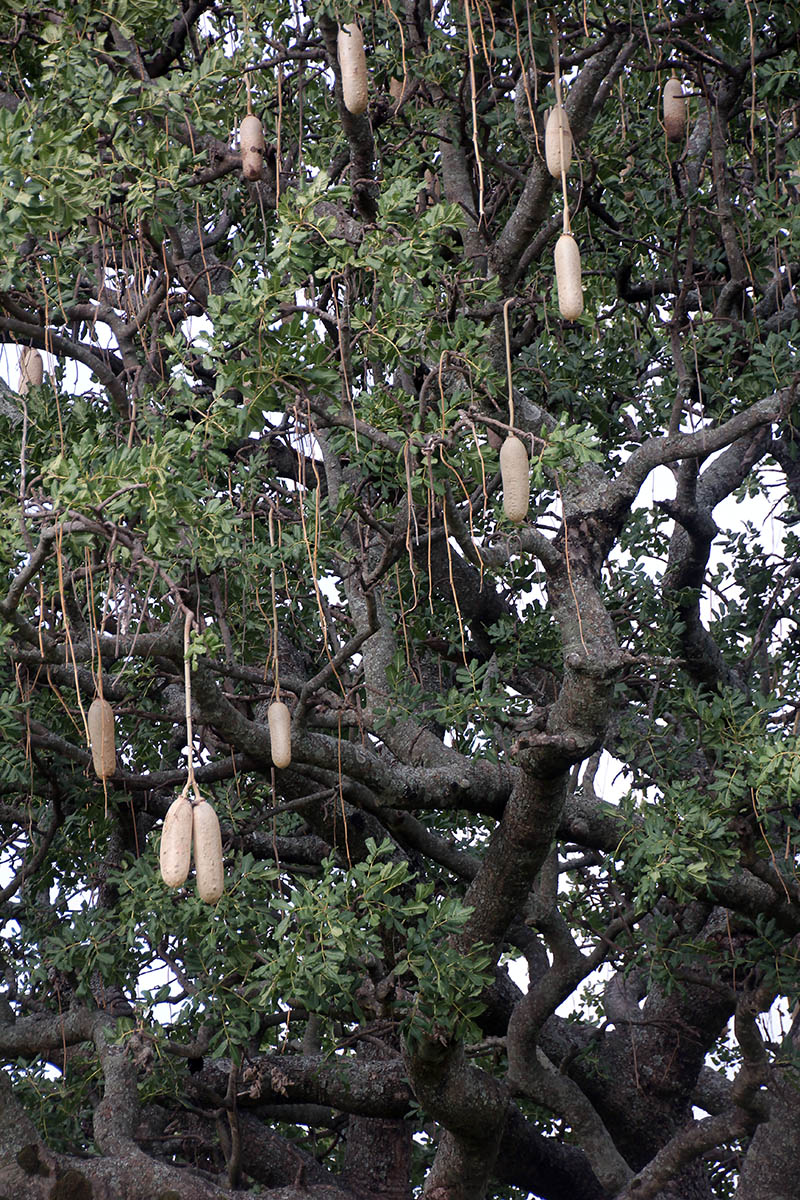 Image of Kigelia pinnata specimen.