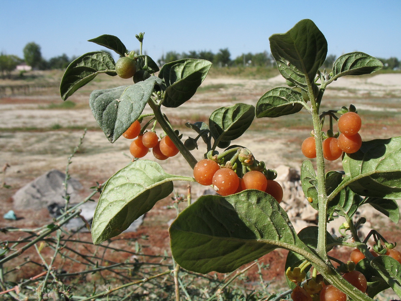 Изображение особи Solanum olgae.