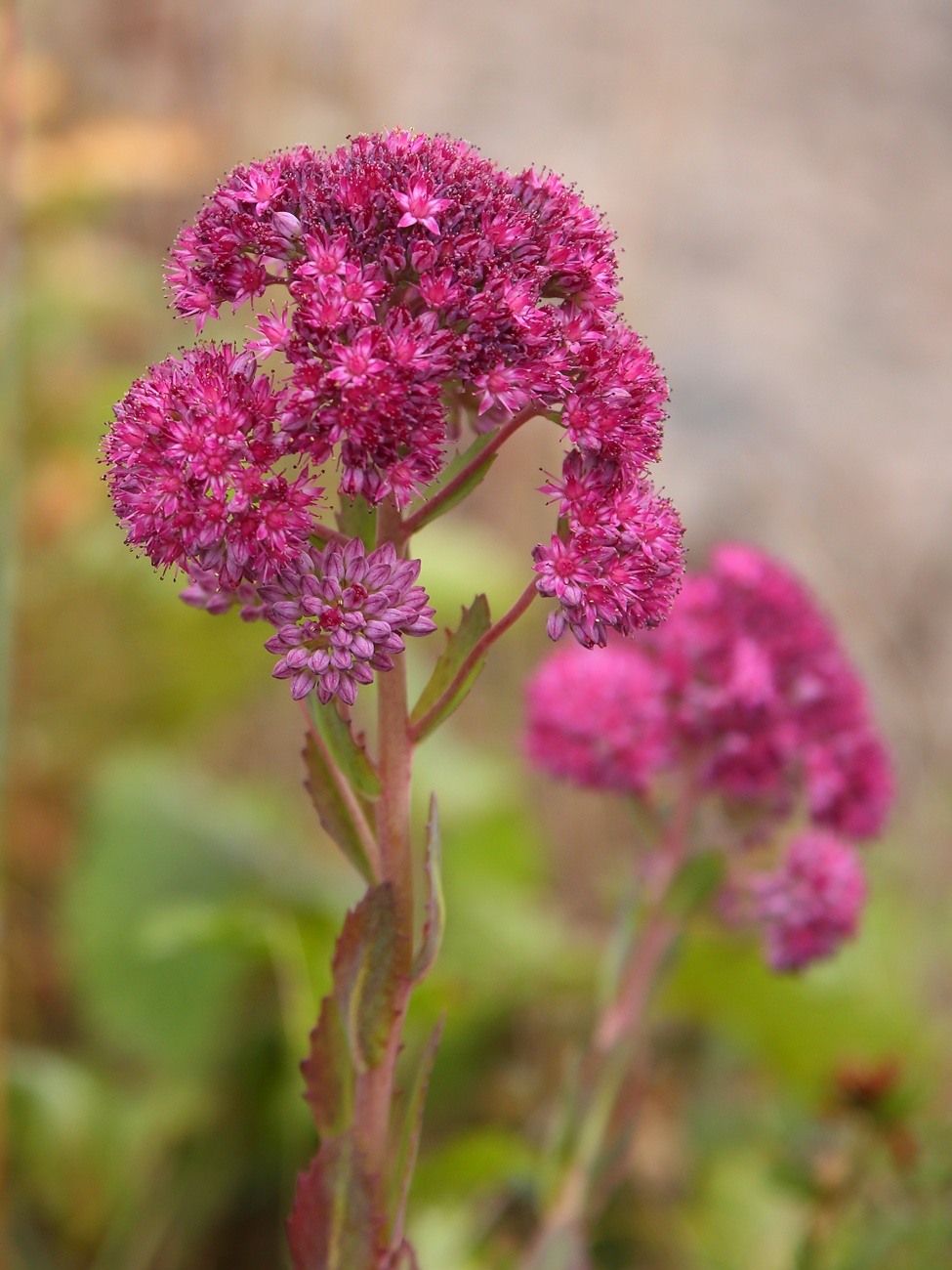 Изображение особи Hylotelephium triphyllum.