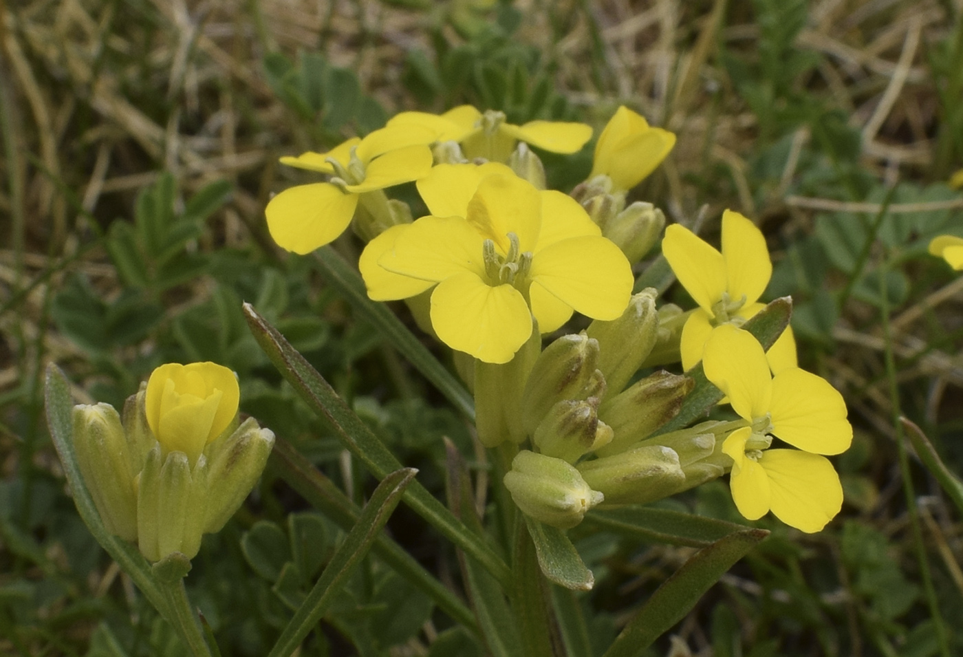 Изображение особи Erysimum seipkae.