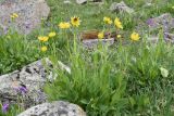 Doronicum turkestanicum