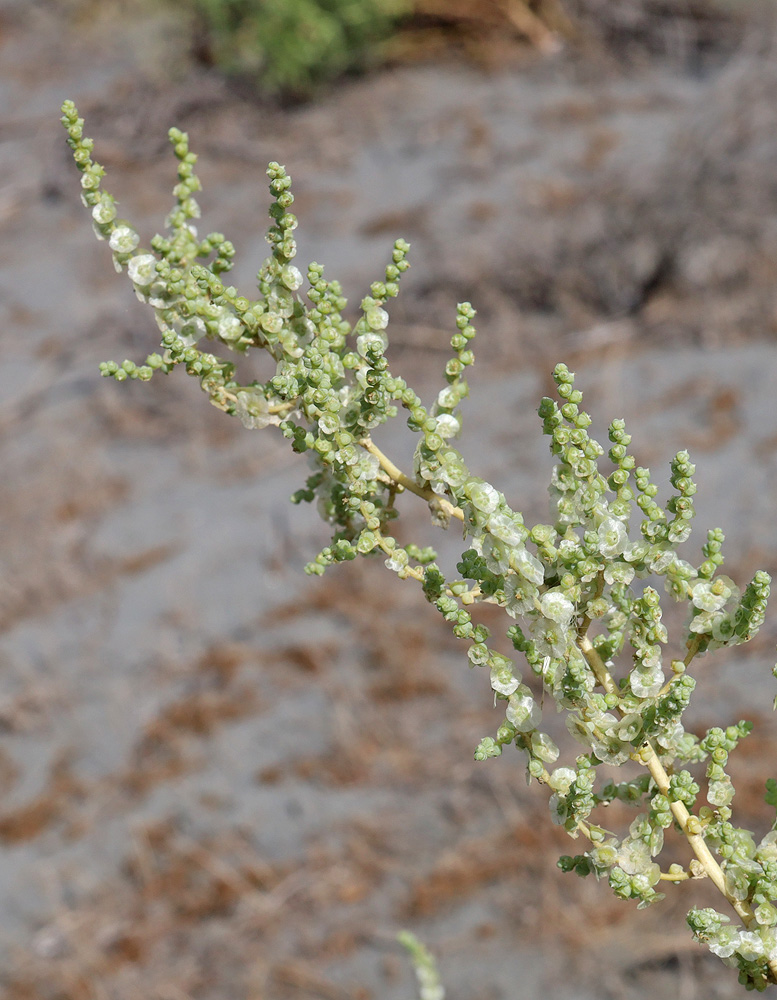 Изображение особи Salsola incanescens.