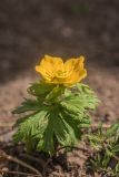 Trollius ranunculinus