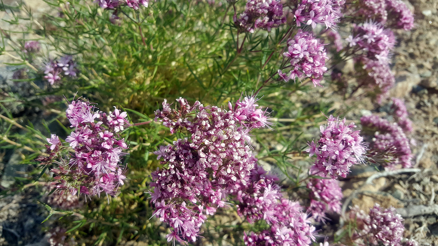 Image of Acanthophyllum pungens specimen.