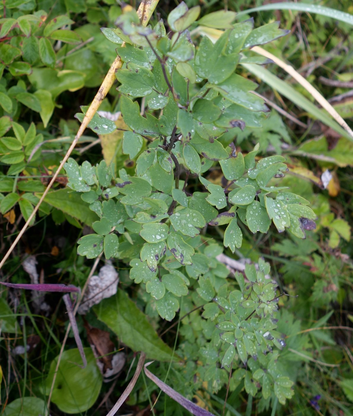 Image of genus Thalictrum specimen.