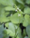 Arabis borealis. Верхушка цветущего растения. Пермский край, Кунгурский р-н, правый берег р. Сылва, ур. Камень Ермак, берёзово-сосновый лес, опушка. 04.06.2022.