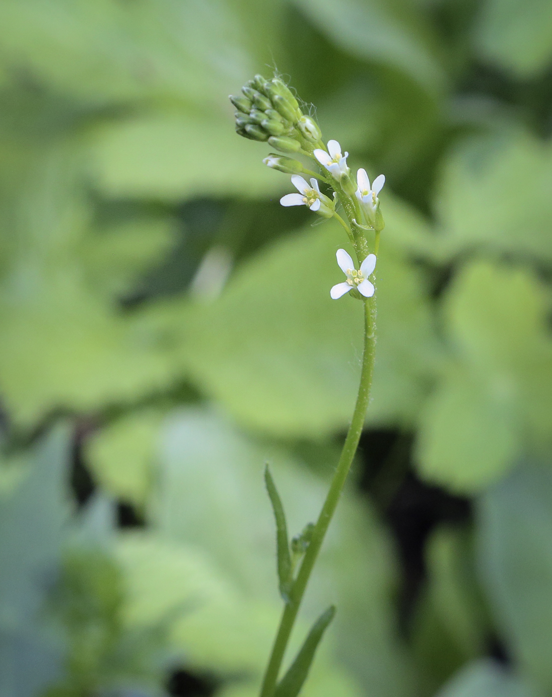 Изображение особи Arabis borealis.