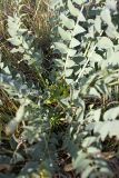 Astragalus subbarbellatus. Цветущее растение. Южный Казахстан, Таласский Алатау, подгорная степь, сай Унгур. 18.07.2010.