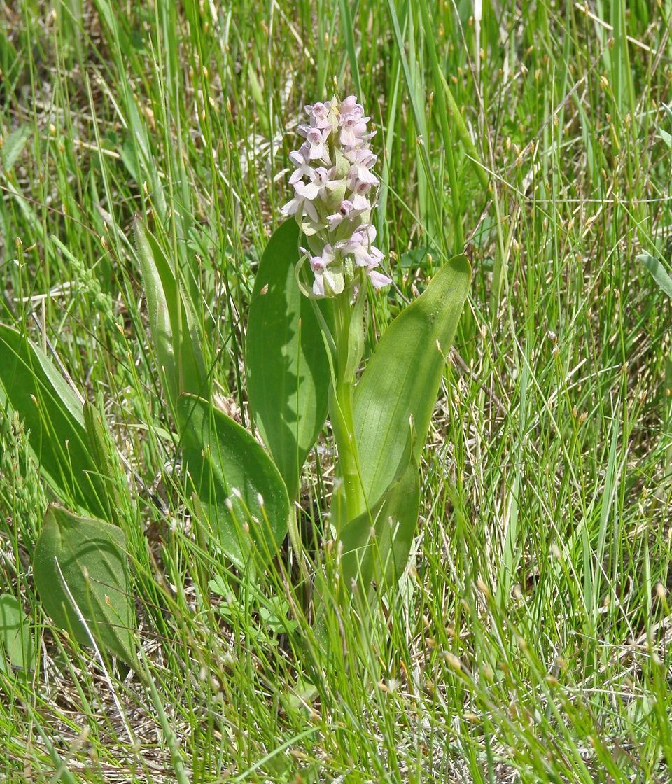 Изображение особи Dactylorhiza incarnata.