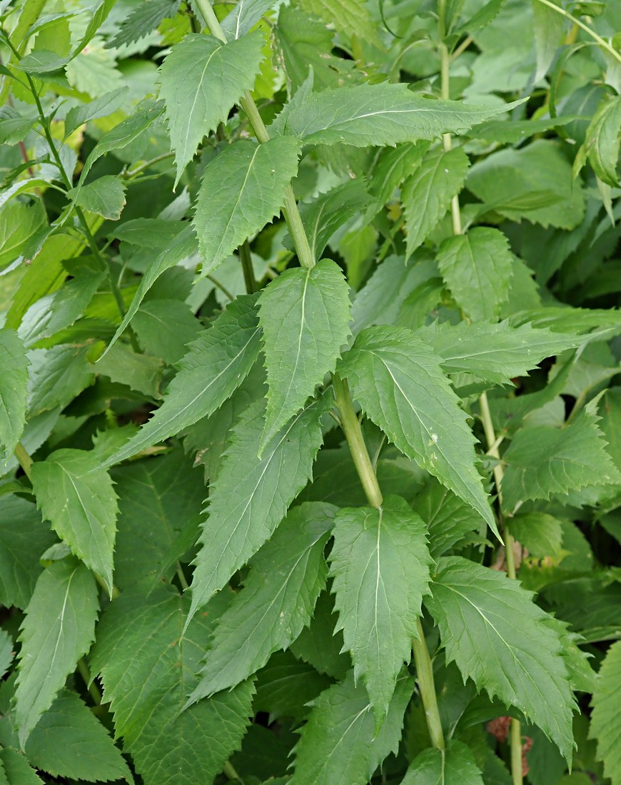 Image of Adenophora liliifolia specimen.
