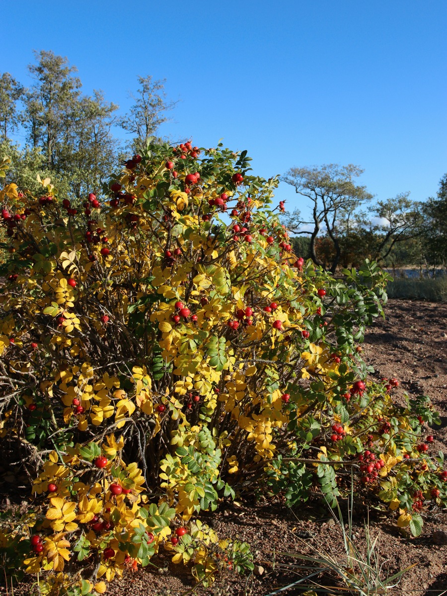 Image of Rosa rugosa specimen.