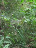 Persicaria hydropiper