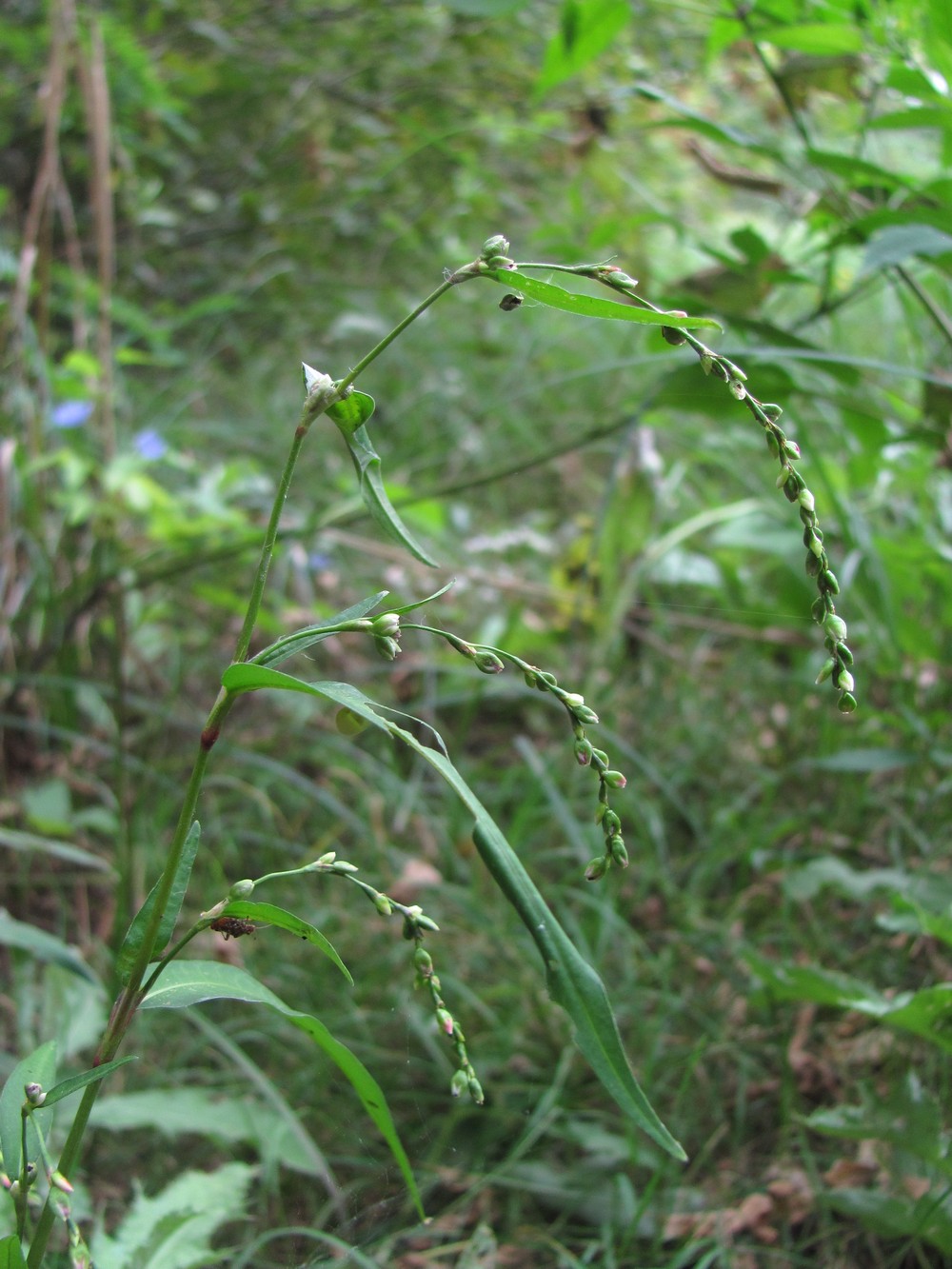 Image of Persicaria hydropiper specimen.