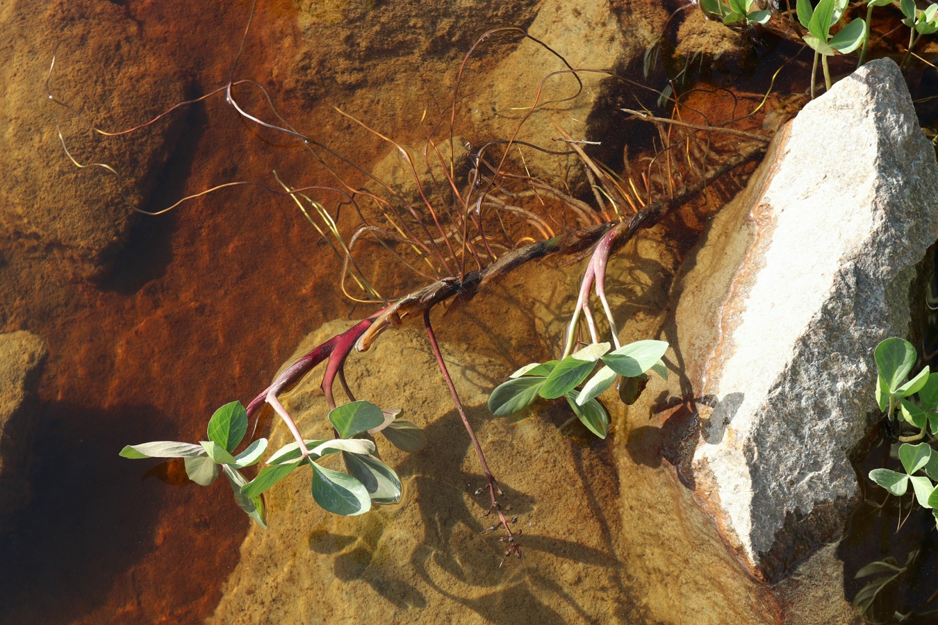 Image of Menyanthes trifoliata specimen.