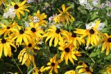 Rudbeckia fulgida. Соцветия. Томская обл., г. Томск, Академгородок, в культуре. 22.07.2022.