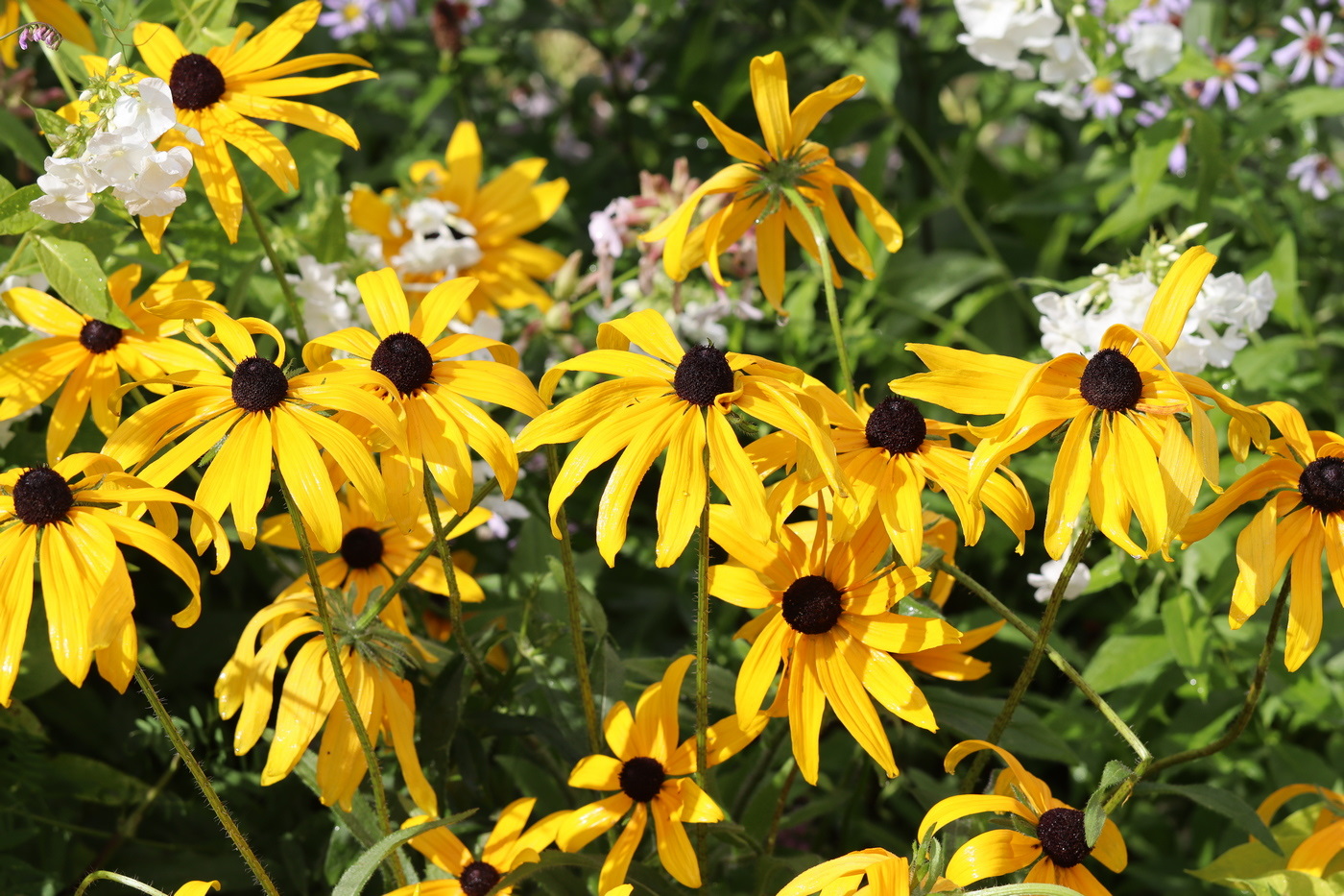 Image of Rudbeckia fulgida specimen.