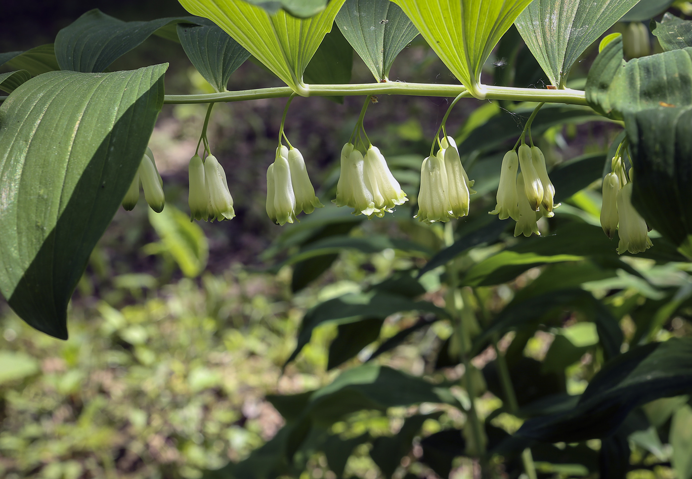 Image of Polygonatum multiflorum specimen.