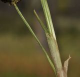 genus Cyperus. Часть побега. Приморский край, Уссурийский гор. округ, окр. с. Монакино, колесная колея в широколиственном редколесье. 02.10.2022.