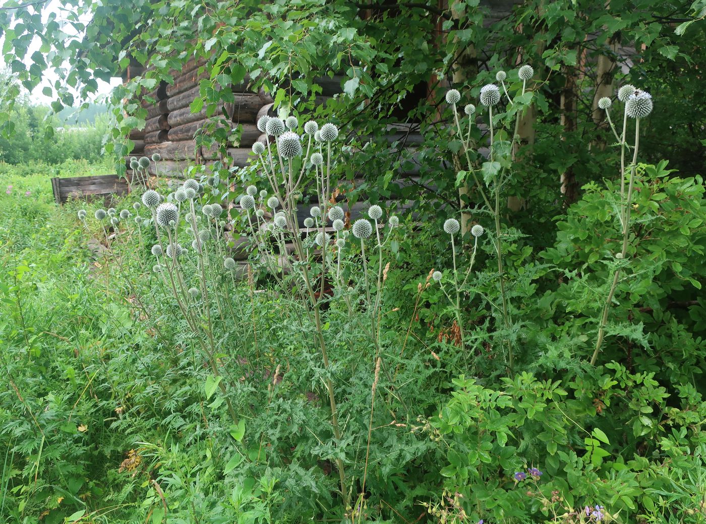 Изображение особи Echinops sphaerocephalus.