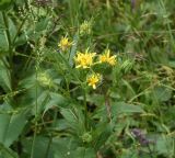 Senecio propinquus. Верхушка цветущего растения (слева - Rumex acetosa). Республика Ингушетия, Джейрахский р-н, окр. альплагеря \"Кязи\", выс. 1960 м н.у.м, между глыбами. 23 июля 2022 г.