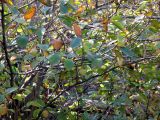 Magnolia sieboldii. Ветви с листьями в осенней окраске. Владивосток, Ботанический сад-институт ДВО РАН. 17 октября 2010 г.