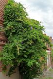 Wisteria sinensis