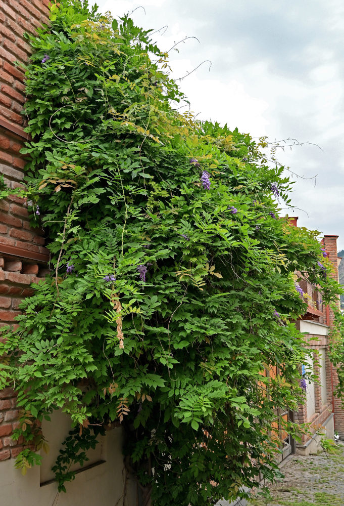 Изображение особи Wisteria sinensis.