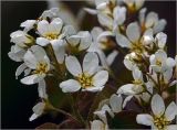 Amelanchier spicata