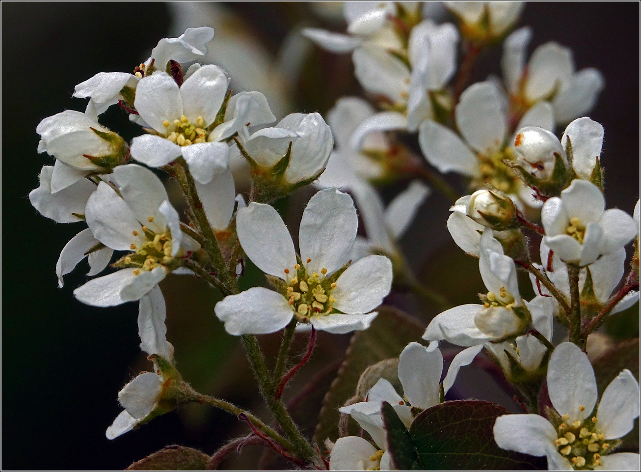 Image of Amelanchier spicata specimen.