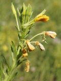 Oenothera biennis. Соцветие с бутонами (вверху), цветками и завязями. ДНР, г. Донецк, Кировский р-н, балка Плотникова, левый склон, разреженное степное сообщество на обнажении лёсса. 01.07.2023.