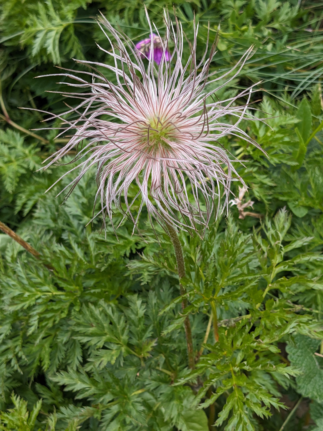 Image of Pulsatilla aurea specimen.