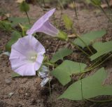 Calystegia spectabilis. Цветки и листья. Пермский край, г. Пермь, Кировский р-н, кладбище \"Закамское\", берёзовая роща. 28.08.2023.