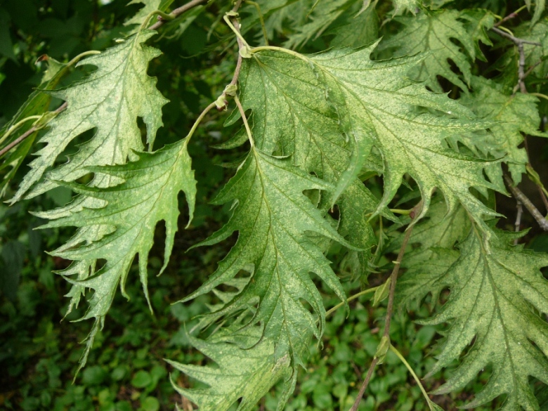 Изображение особи Alnus incana f. acuminata.