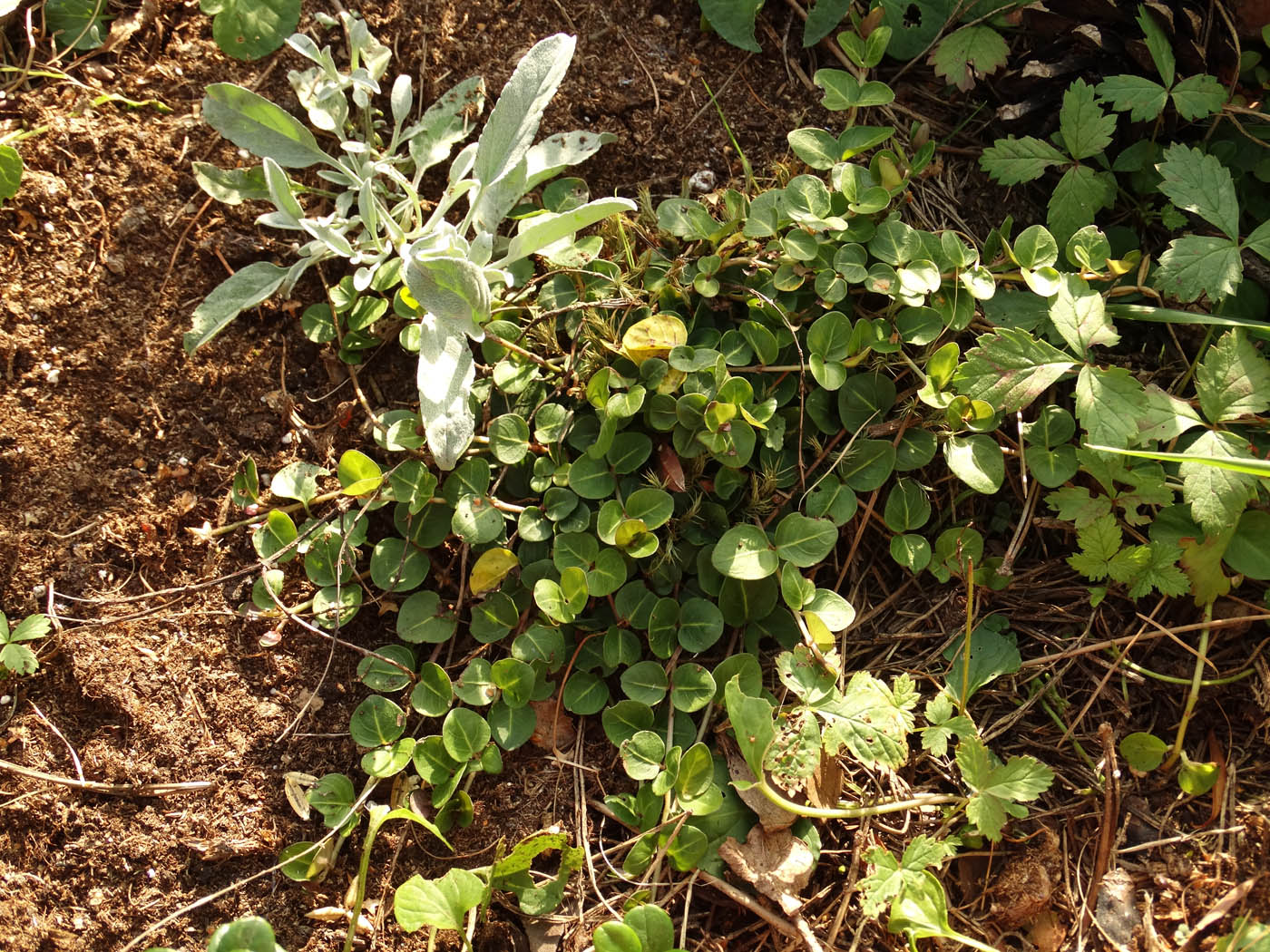 Image of Mitchella repens specimen.