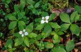 Chamaepericlymenum canadense. Цветущие растения в сообществе с Linnaea borealis. Хабаровский край, р-н им. Полины Осипенко, долина р. Гремячий Лог, смешанный лес. 19.07.2021.