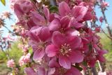Malus niedzwetzkyana