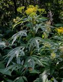 Senecio cannabifolius