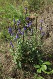 Veronica spicata. Цветущее и плодоносящее растение. Псковская обл., Псковский р-н, окр. погоста Выбуты, берег р. Великая, сухой луг на крутом известняковом склоне южн. экспозиции над обрывом. 05.08.2023.