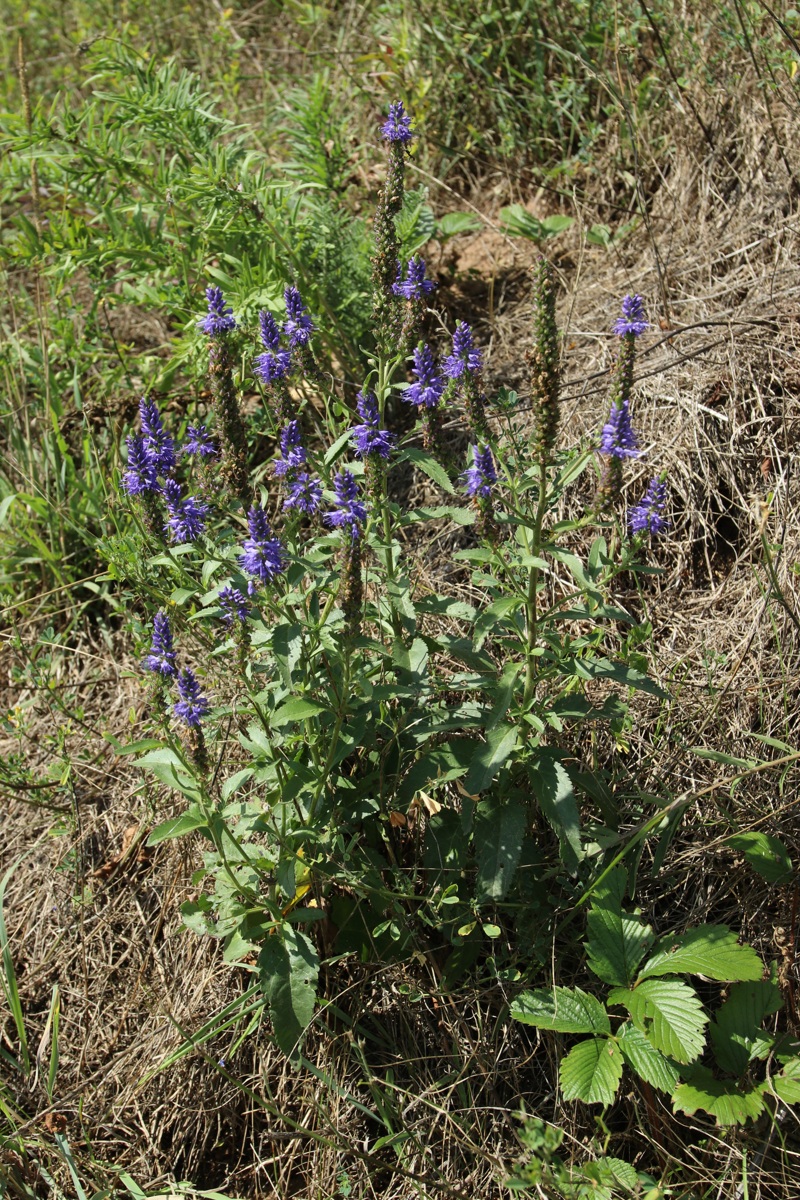 Image of Veronica spicata specimen.